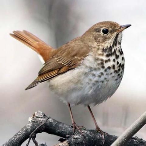 Catharus guttatus (Hermit thrush)