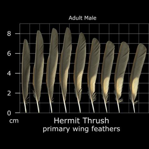 Catharus guttatus (Hermit thrush) primary wing feathers