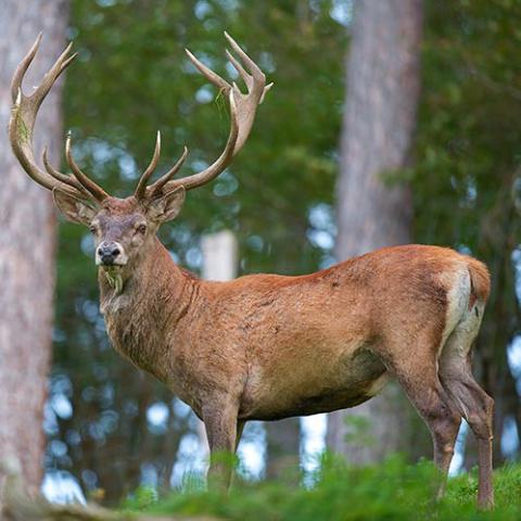 Cervus elaphus (Red deer) male