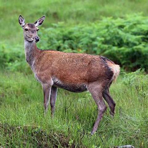Cervus elaphus (Red deer) female