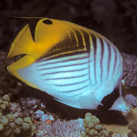 Chaetodon auriga (Threadfin butterflyfish)