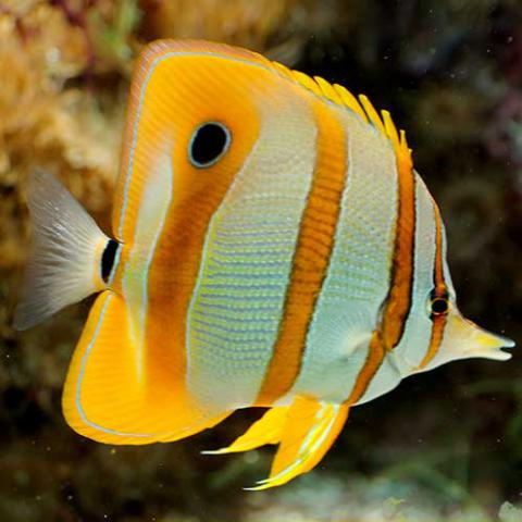 Chelmon rostratus (Beaked coralfish)