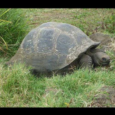 Chelonoidis nigra (Galápagos tortoise)