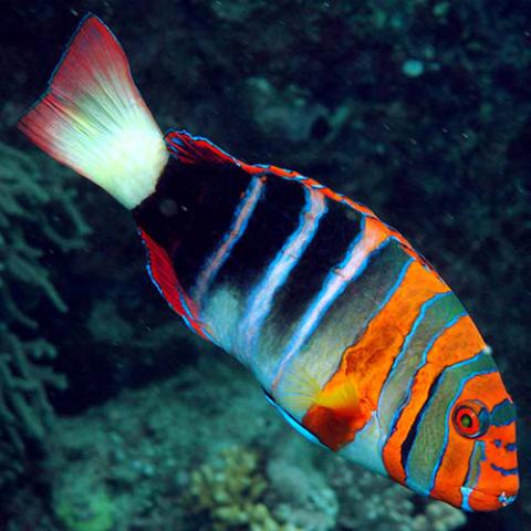 Choerodon fasciatus (Harlequin tuskfish)