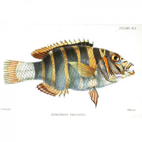 Choerodon fasciatus (Harlequin tuskfish) illustration