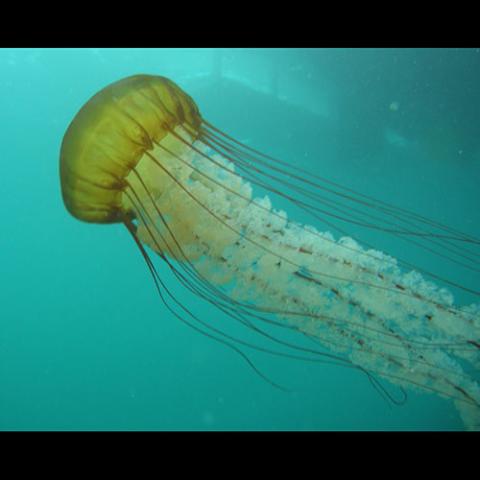 Chrysaora fuscescens (Pacific sea nettle)