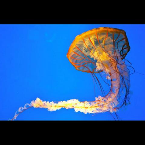 Chrysaora fuscescens (Pacific sea nettle)