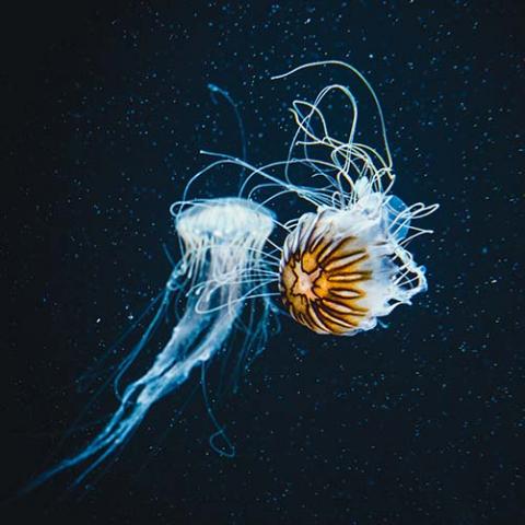 Chrysaora melanaster (Brown sea nettle)