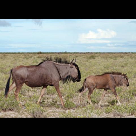 Connochaetes taurinus (Blue wildebeest) female and calf