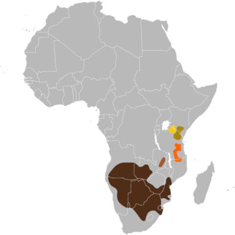 Connochaetes taurinus (Blue wildebeest) range map