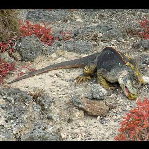 Conolophus subcristatus (Galapagos land iguana)