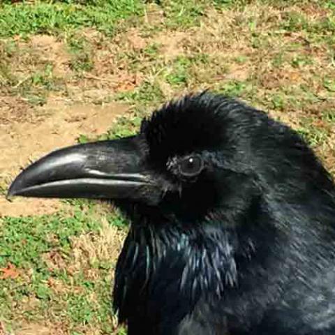 Corvus corax (Common raven) closeup of head