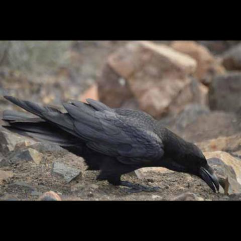 Corvus corax (Common raven) 