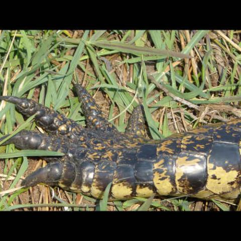 Crocodylus niloticus (Nile crocodile) foot