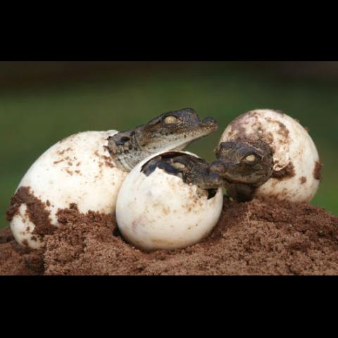 Crocodylus niloticus (Nile crocodile) hatching babies