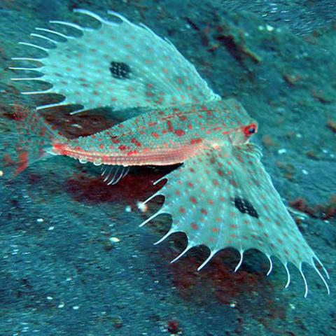 Dactyloptena orientalis (Oriental flying gurnard)