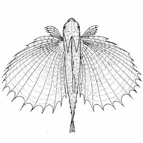Dactyloptena orientalis (Oriental flying gurnard) illustration