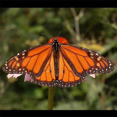 Danaus plexippus (Monarch butterfly) male