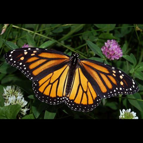 Danaus plexippus (Monarch butterfly) female