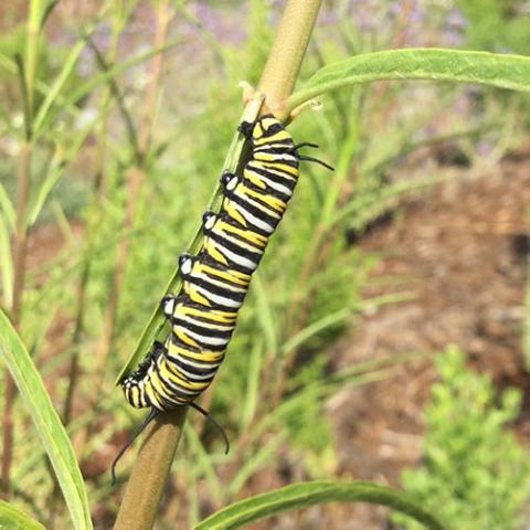 Danaus plexippus (Monarch butterfly) fifth instar feeding on Asclepias fascicularis (Narrowleaf milkweed)