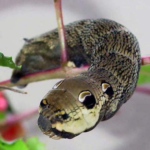 Deilephila elpenor (Elephant hawk moth) larva