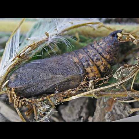 Deilephila elpenor (Elephant hawk moth) pupa