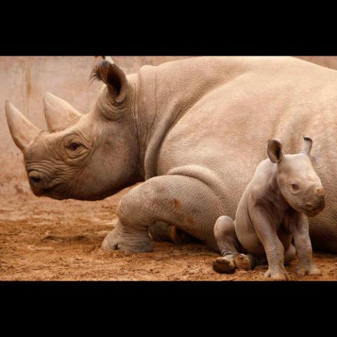 Diceros bicornis (Black rhinoceros) mother with newborn calf