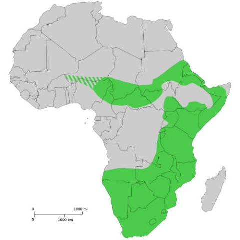 Diceros bicornis (Black rhinoceros) Range map