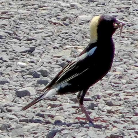 Dolichonyx oryzivorus (Bobolink)
