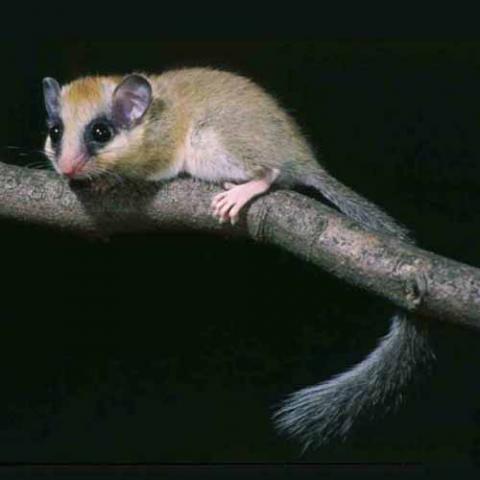 Dryomys nitedula (Forest dormouse)