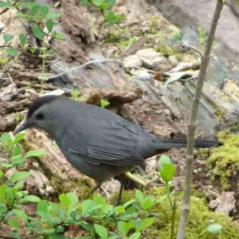 Dumetella carolinensis (Gray catbird)