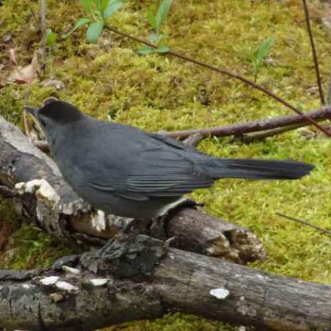 Dumetella carolinensis (Gray catbird)