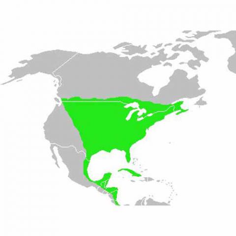 Dumetella carolinensis (Gray catbird) map