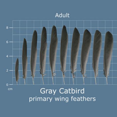 Dumetella carolinensis (Gray catbird) primary wing feathers