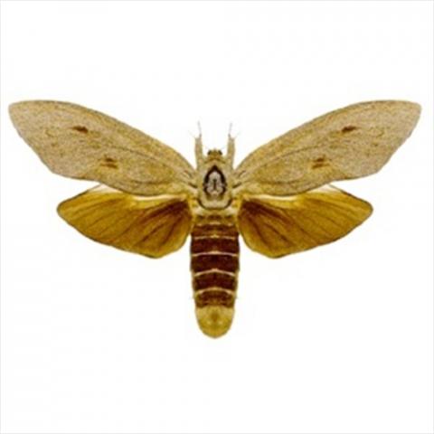 Endoxyla cinereus (Giant wood moth)