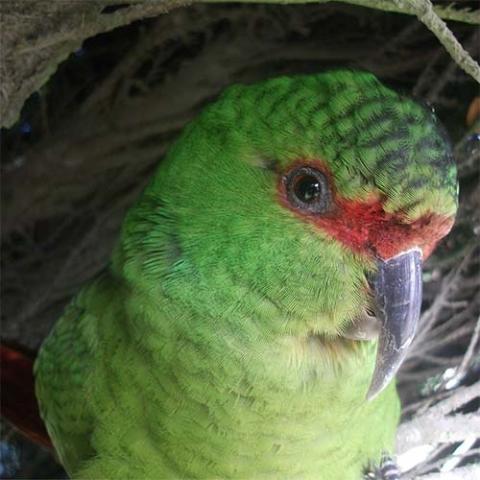 Enicognathus leptorhynchus (Slender-billed parakeet) close-up