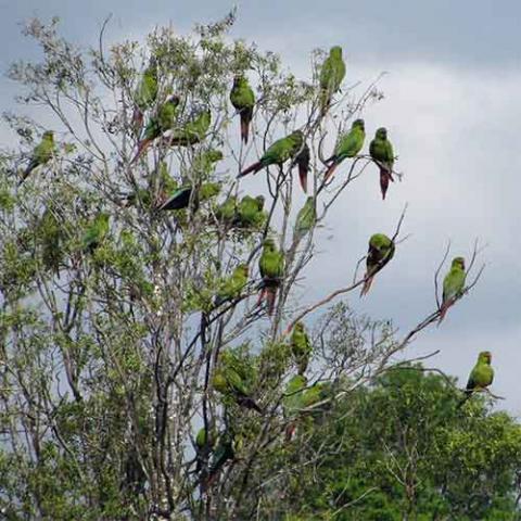 Enicognathus leptorhynchus (Slender-billed parakeet) group