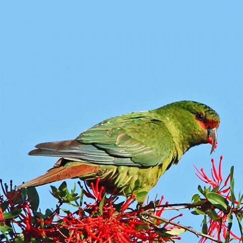 Enicognathus leptorhynchus (Slender-billed parakeet)