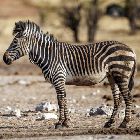 Equus zebra (Mountain zebra)