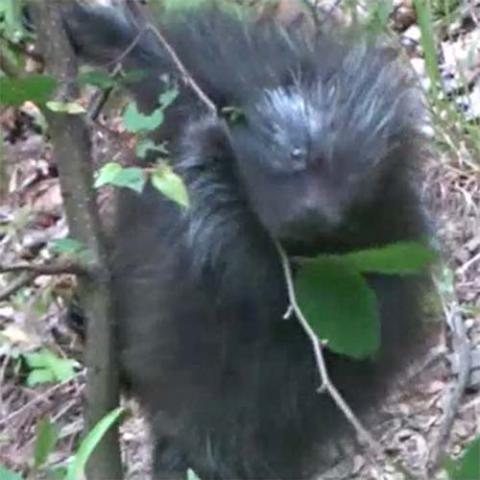 Erethizon dorsatum (North American porcupine) juvenile