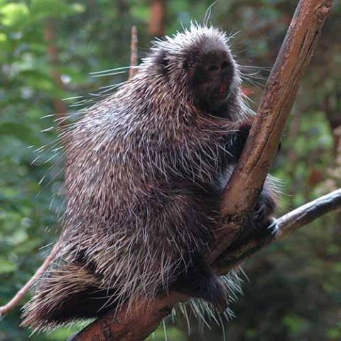 Erethizon dorsatum (North American porcupine) in a tree