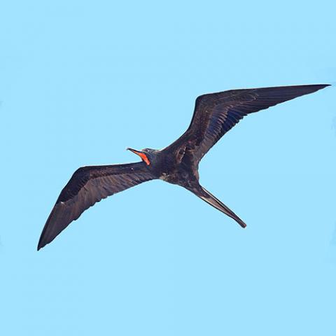 Fregata magnificens (Magnificent frigatebird) male in flight