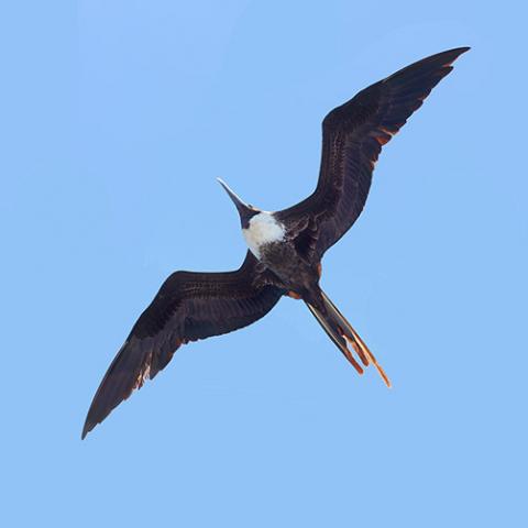 Fregata magnificens (Magnificent frigatebird) female in flight