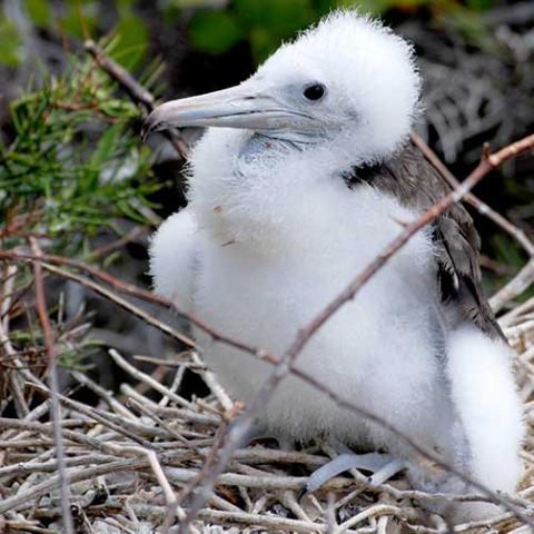 Fregata magnificens (Magnificent frigatebird) chick in nest