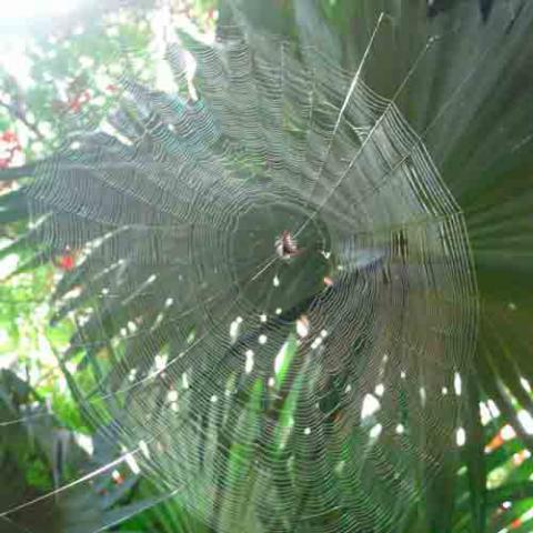 Gasteracantha cancriformis (Spinybacked spider) in their web