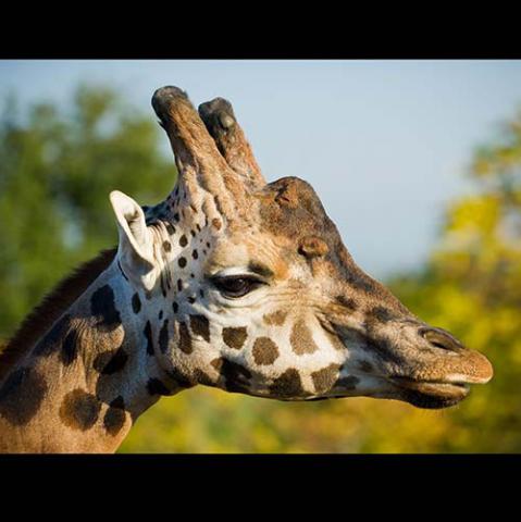 Giraffa camelopardalis (Northern giraffe) head shot