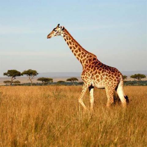 Giraffa camelopardalis (Northern giraffe)