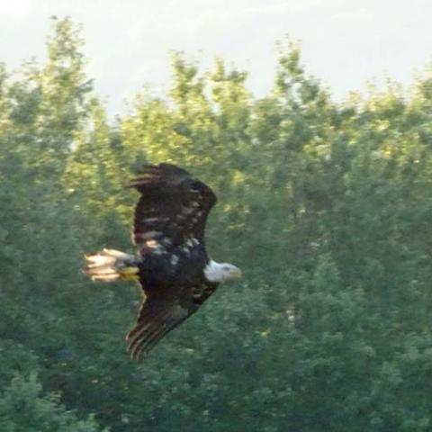 Haliaeetus leucocephalus (Bald eagle)