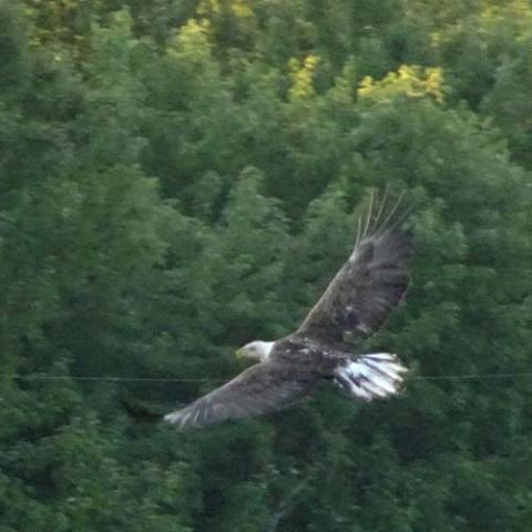 Haliaeetus leucocephalus (Bald eagle)