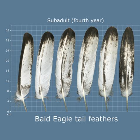 Haliaeetus leucocephalus (Bald eagle) tail feathers